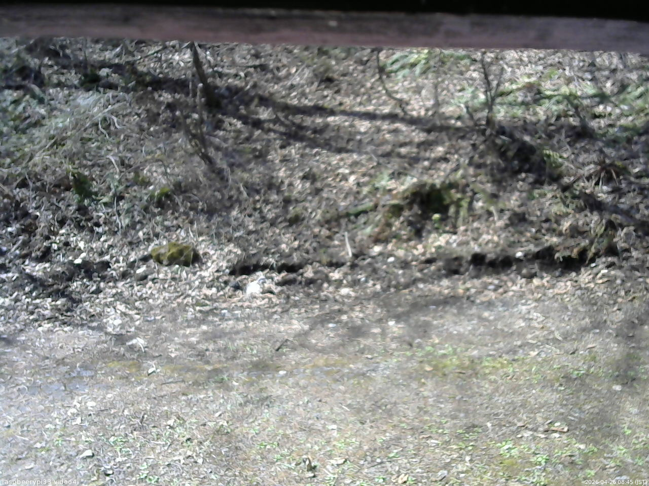 長野県菅平高原 ゆたか山荘 東側(坂下) 2026/04/26 08:45