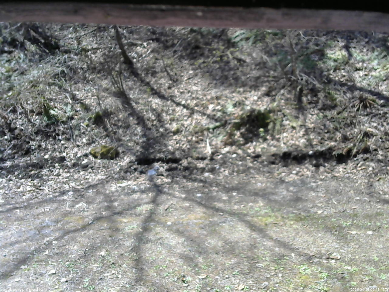 長野県菅平高原 ゆたか山荘 東側(坂下) 2026/04/26 09:45