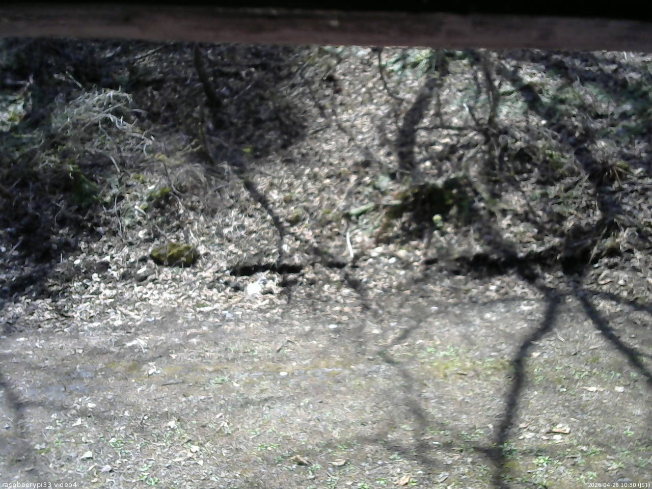 長野県菅平高原 ゆたか山荘 東側(坂下) 2026/04/26 10:30