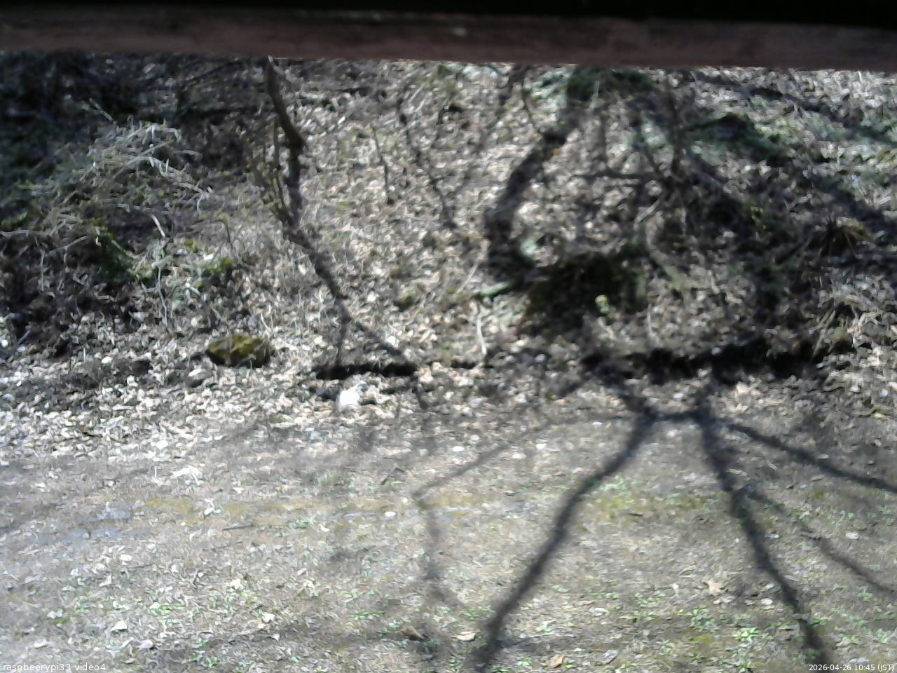 長野県菅平高原 ゆたか山荘 東側(坂下) 2026/04/26 10:45