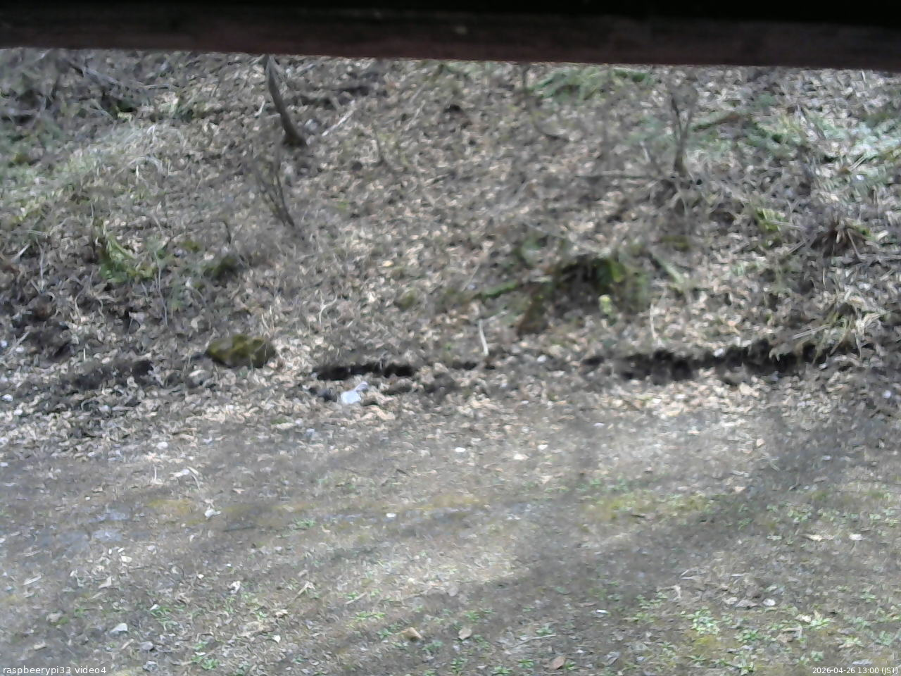 長野県菅平高原 ゆたか山荘 東側(坂下) 2026/04/26 13:00