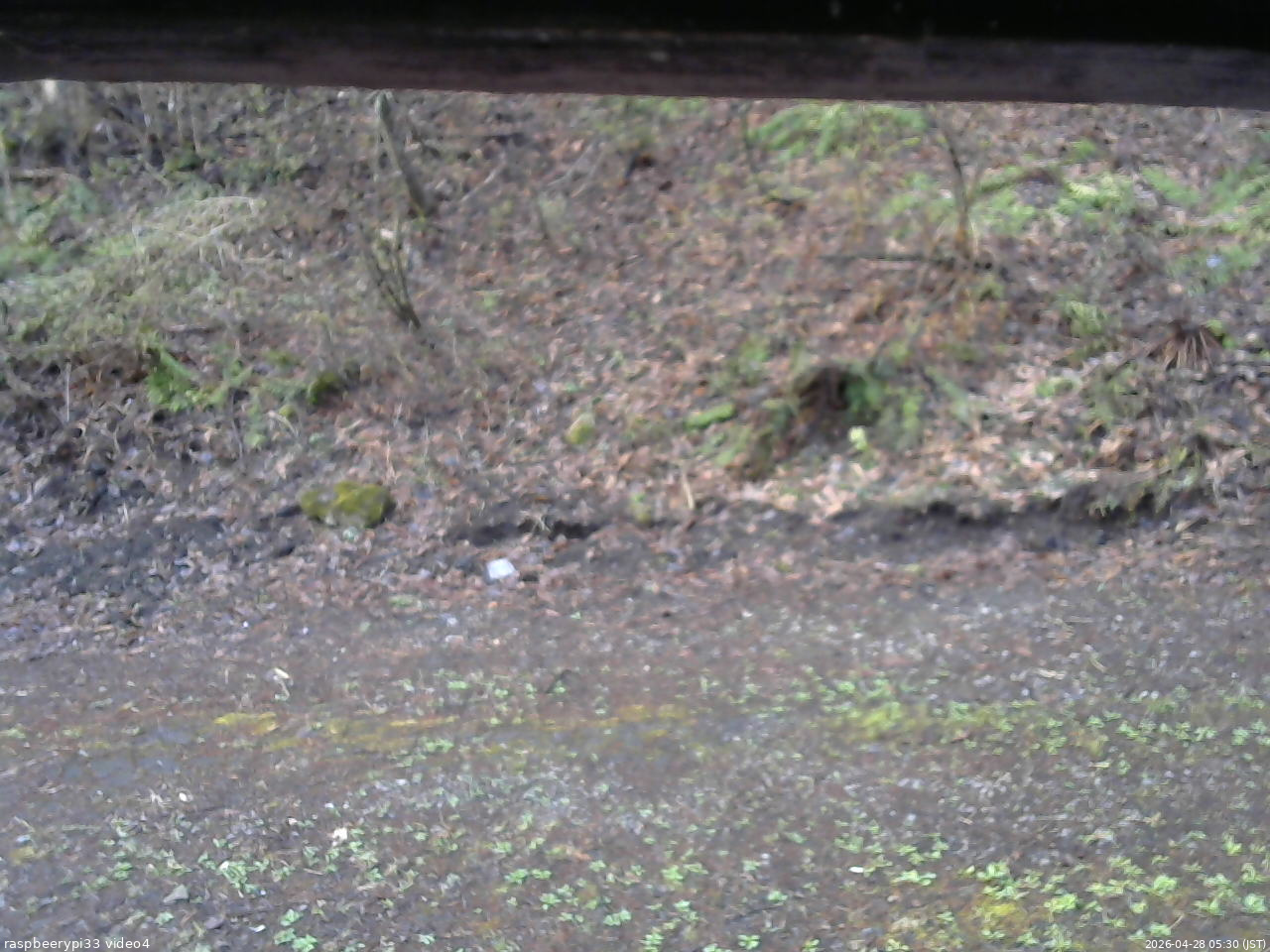 長野県菅平高原 ゆたか山荘 東側(坂下) 2026/04/28 05:30