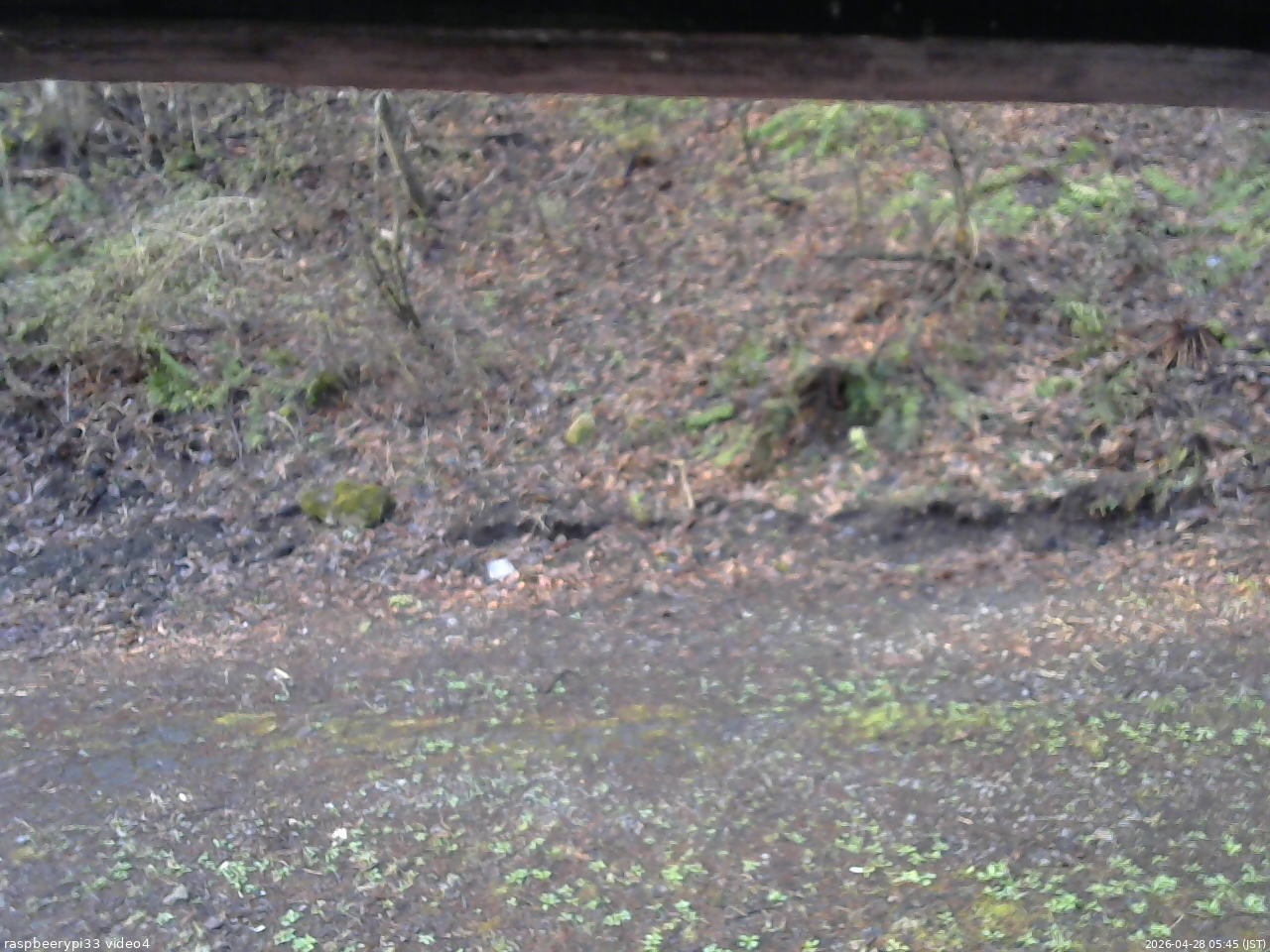 長野県菅平高原 ゆたか山荘 東側(坂下) 2026/04/28 05:45