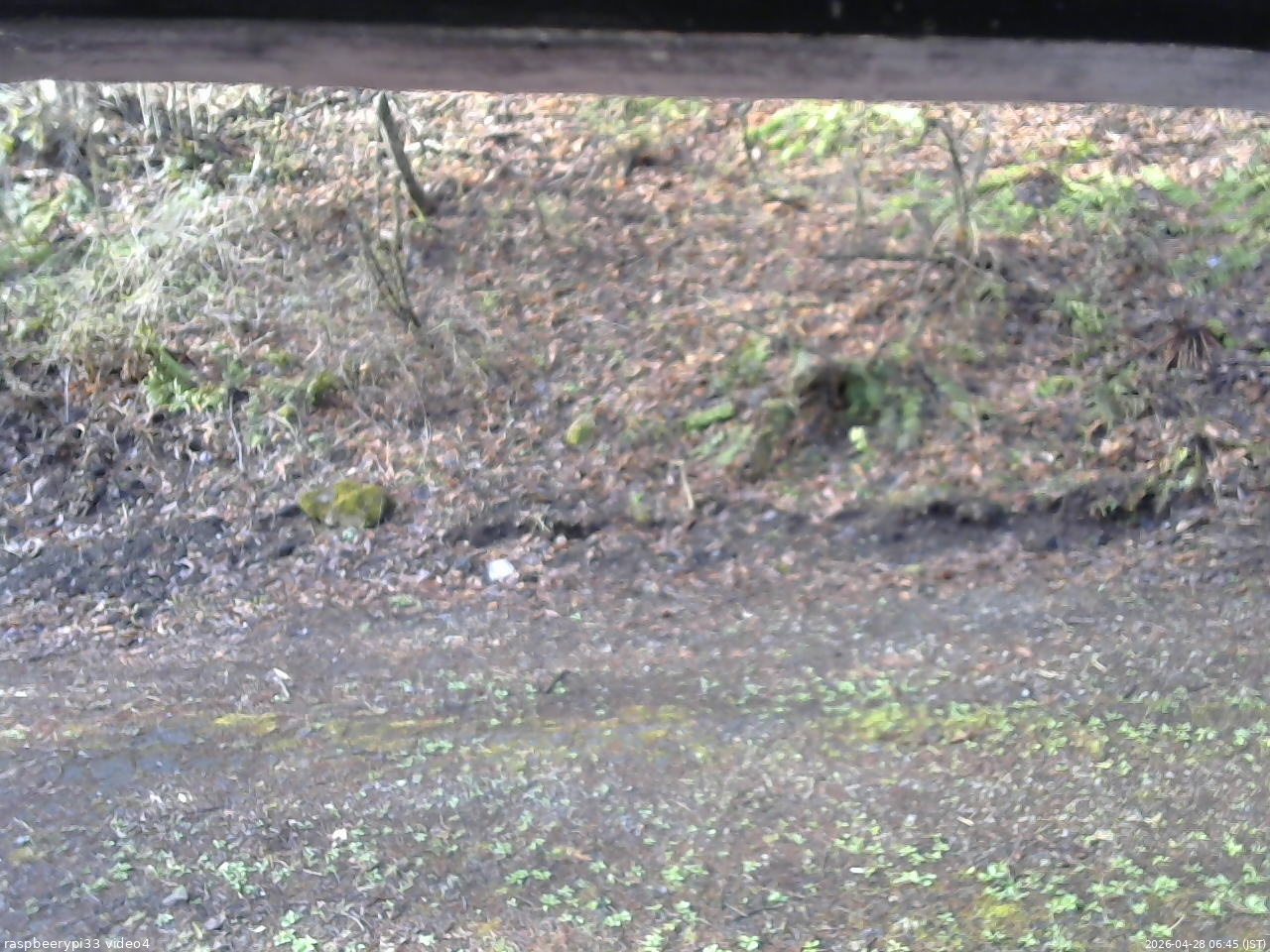 長野県菅平高原 ゆたか山荘 東側(坂下) 2026/04/28 06:45