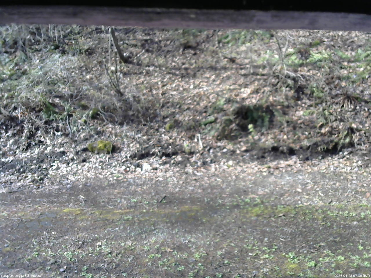 長野県菅平高原 ゆたか山荘 東側(坂下) 2026/04/28 07:30