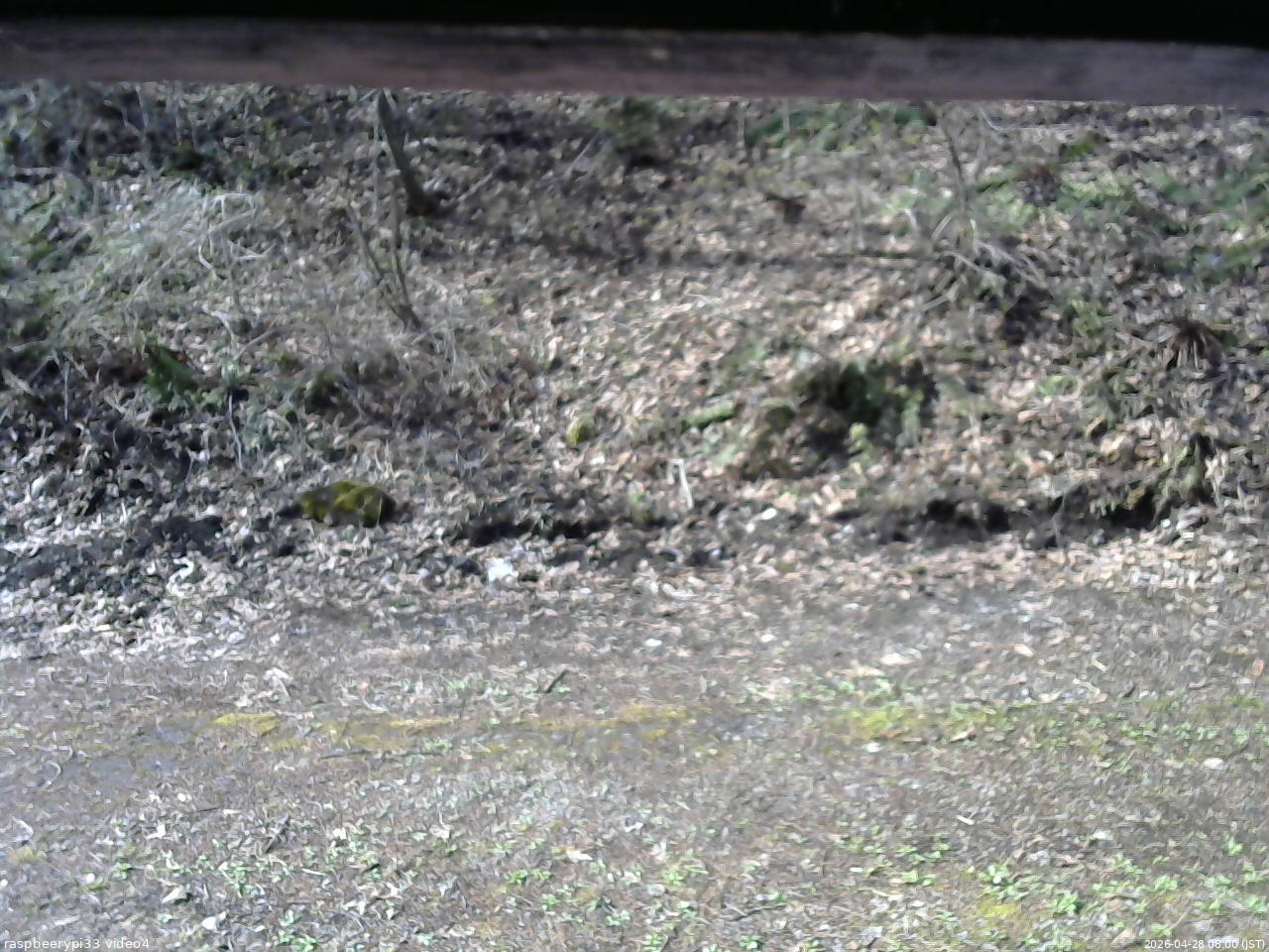 長野県菅平高原 ゆたか山荘 東側(坂下) 2026/04/28 08:00