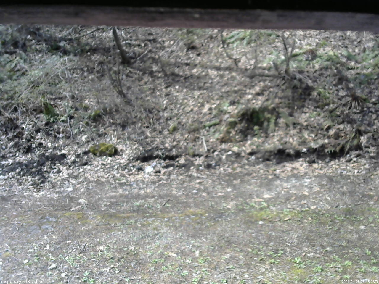 長野県菅平高原 ゆたか山荘 東側(坂下) 2026/04/28 08:45