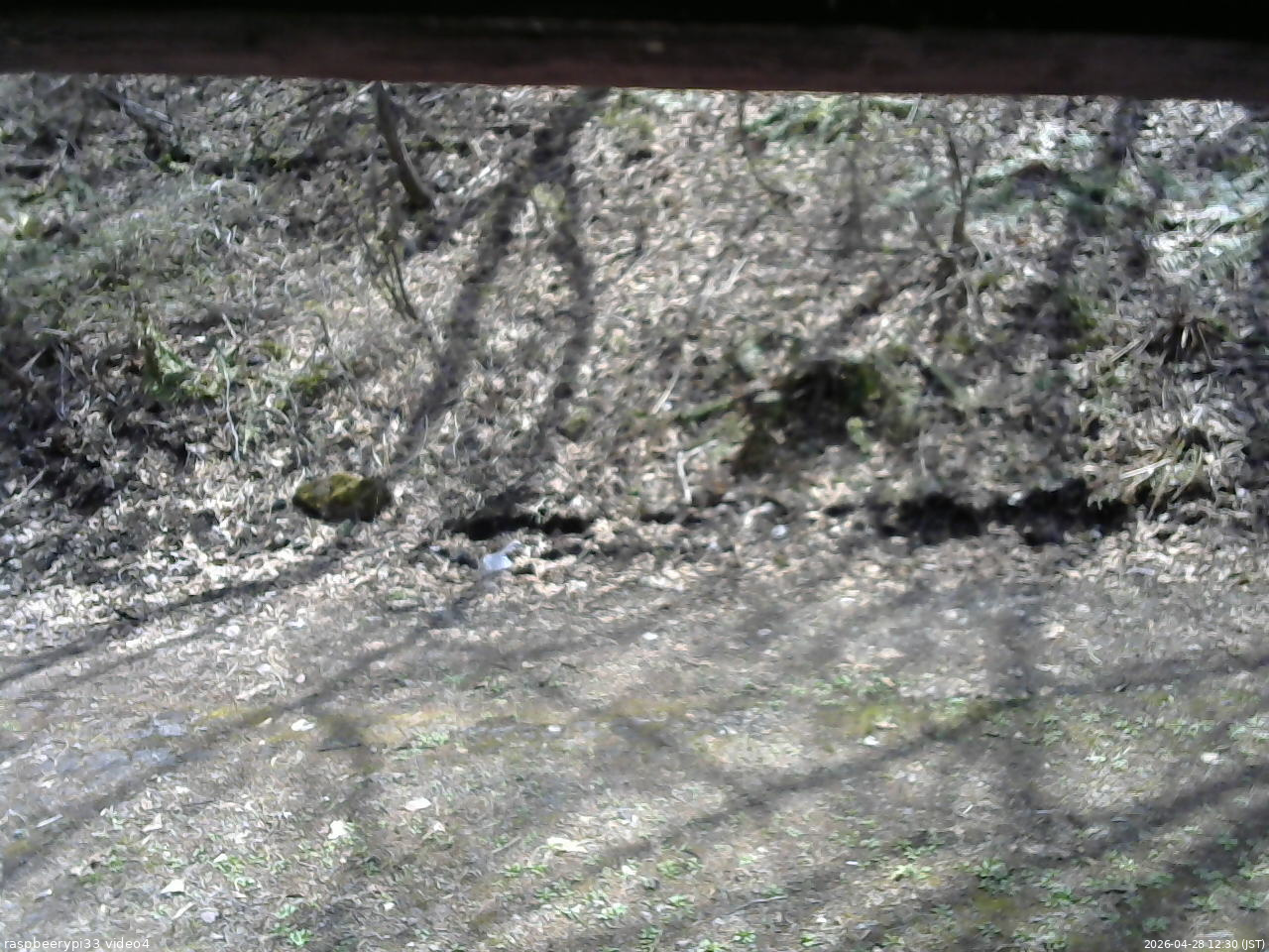 長野県菅平高原 ゆたか山荘 東側(坂下) 2026/04/28 12:30