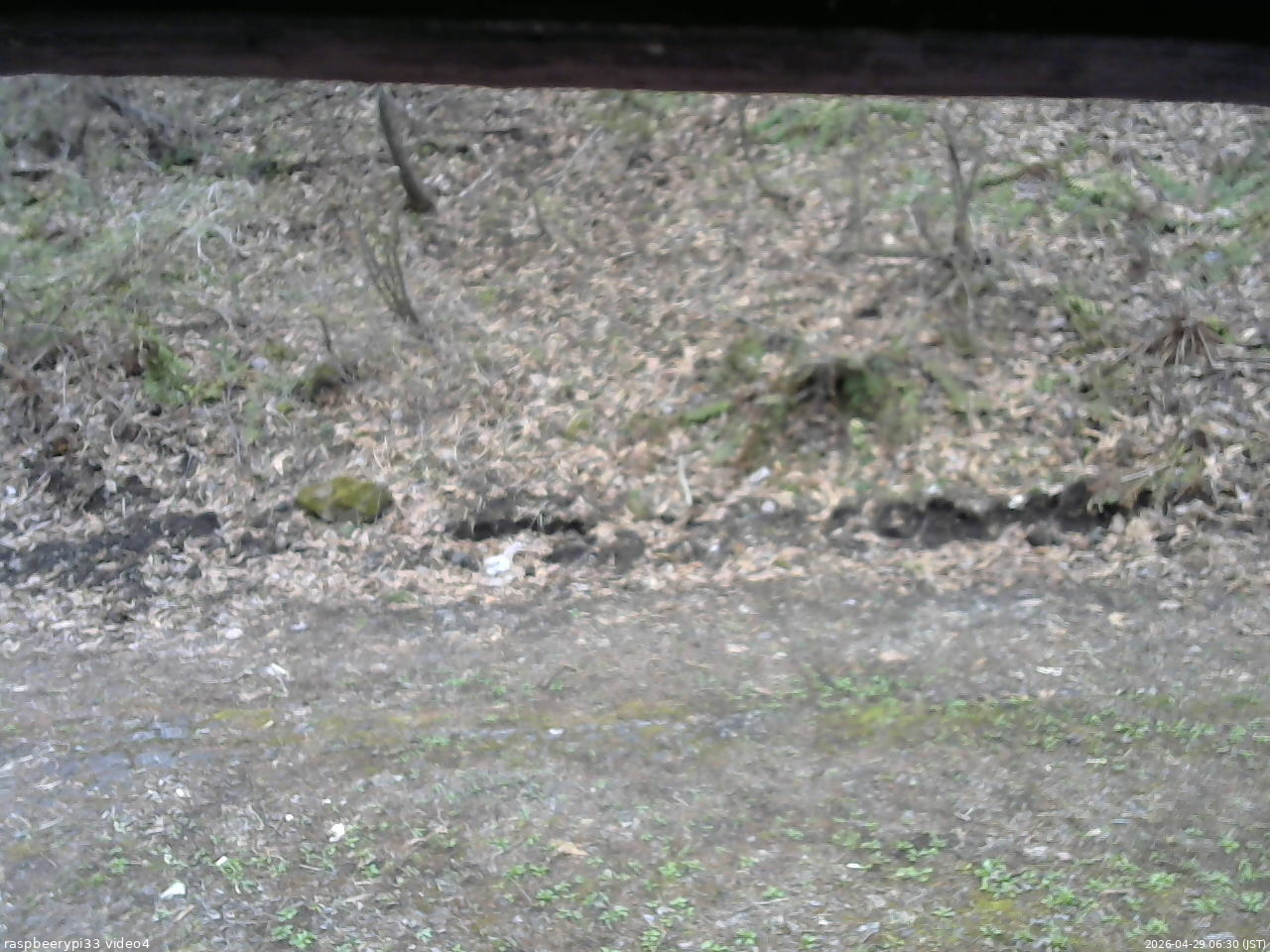 長野県菅平高原 ゆたか山荘 東側(坂下) 2026/04/29 06:30
