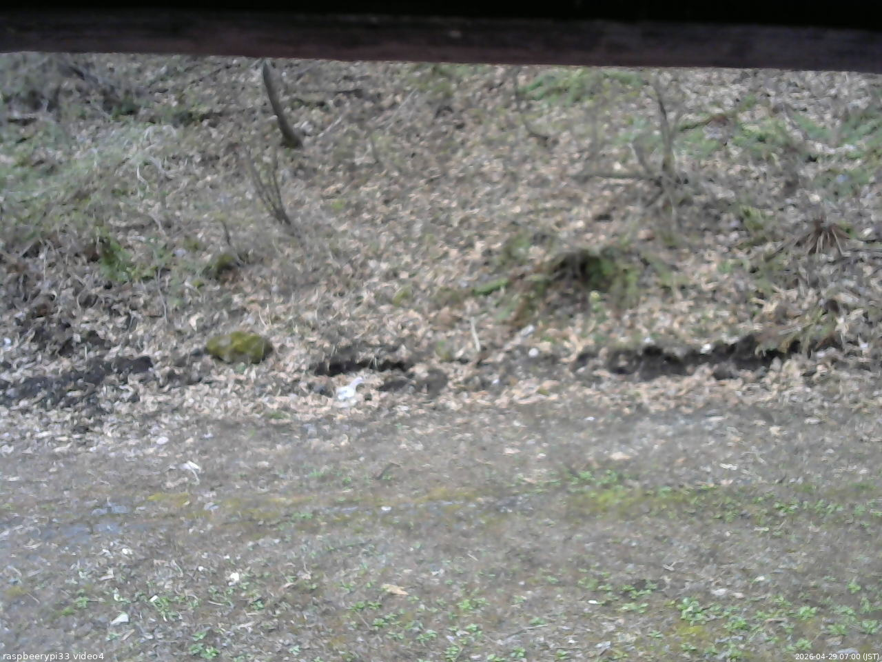 長野県菅平高原 ゆたか山荘 東側(坂下) 2026/04/29 07:00