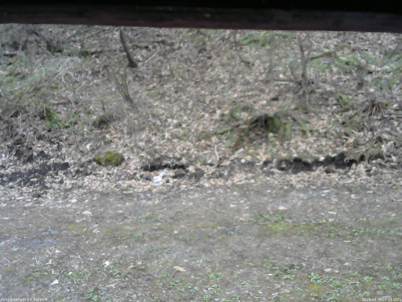 長野県菅平高原 ゆたか山荘 東側(坂下) 2026/04/29 07:15