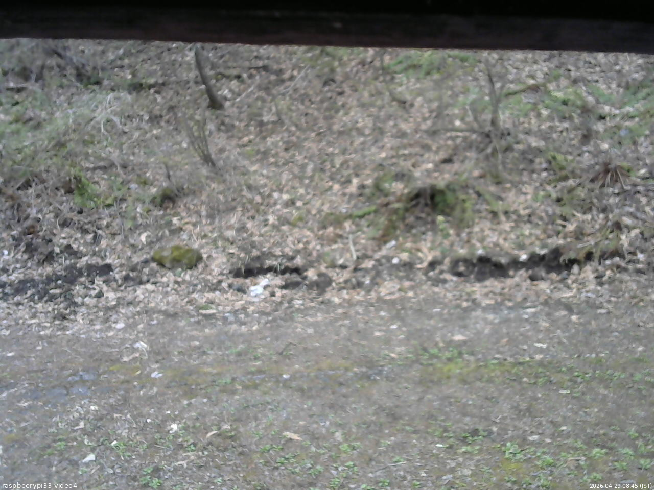 長野県菅平高原 ゆたか山荘 東側(坂下) 2026/04/29 08:45