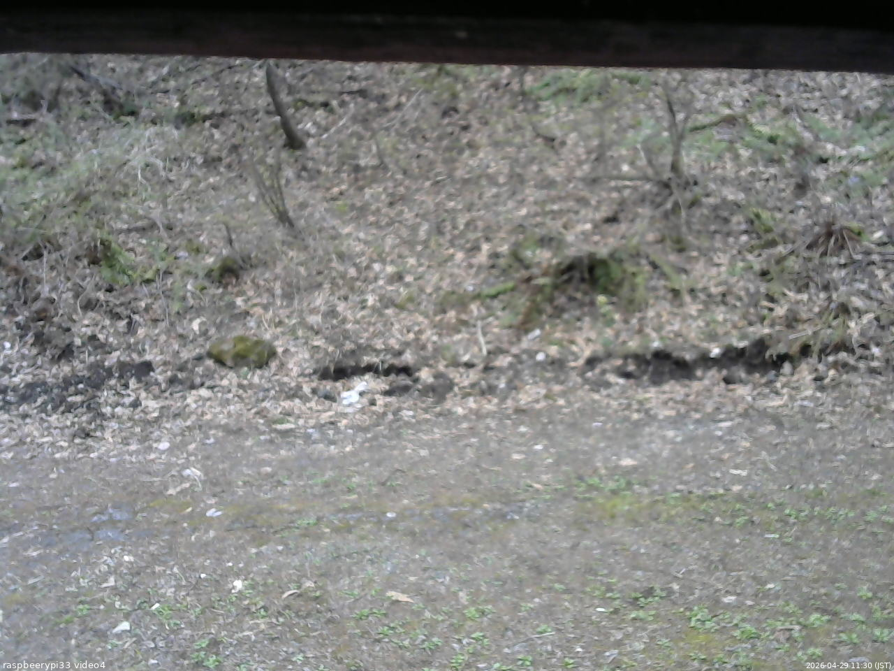 長野県菅平高原 ゆたか山荘 東側(坂下) 2026/04/29 11:30