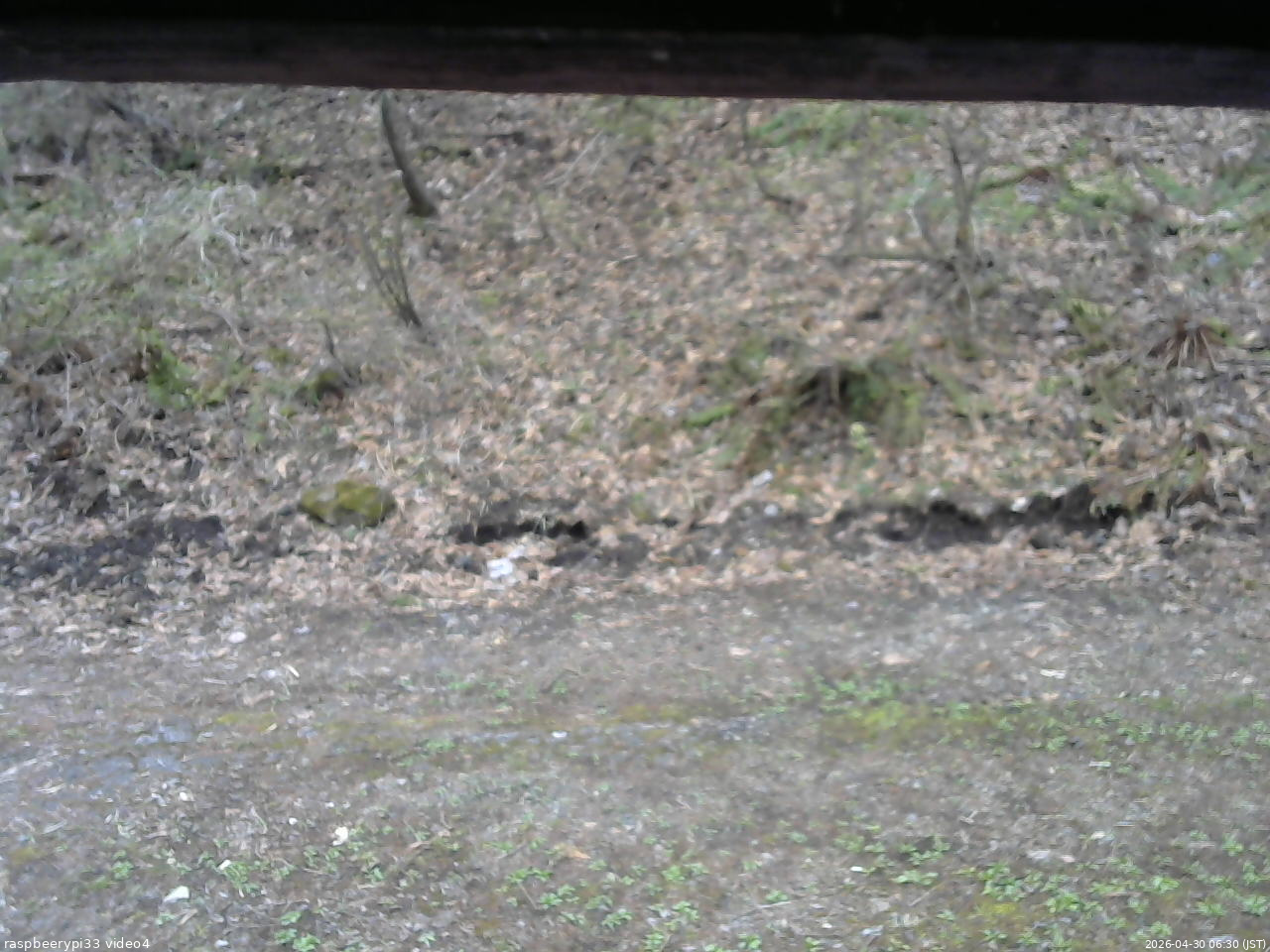 長野県菅平高原 ゆたか山荘 東側(坂下) 2026/04/30 06:30