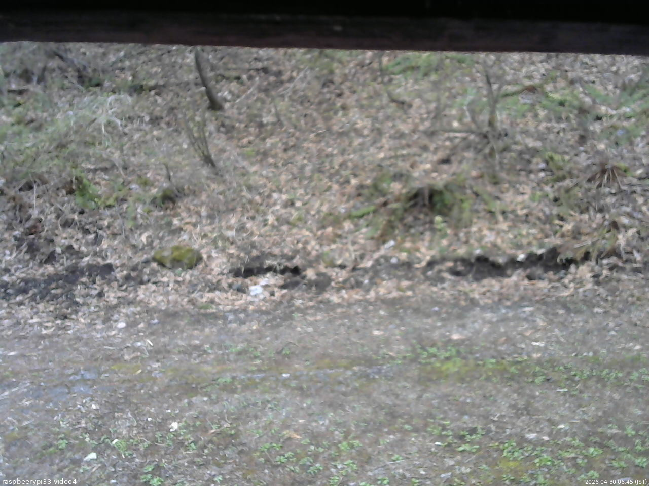 長野県菅平高原 ゆたか山荘 東側(坂下) 2026/04/30 06:45