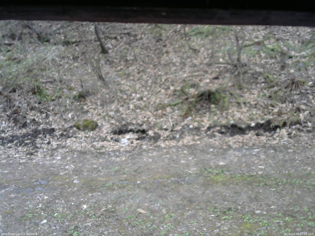 長野県菅平高原 ゆたか山荘 東側(坂下) 2026/04/30 07:45