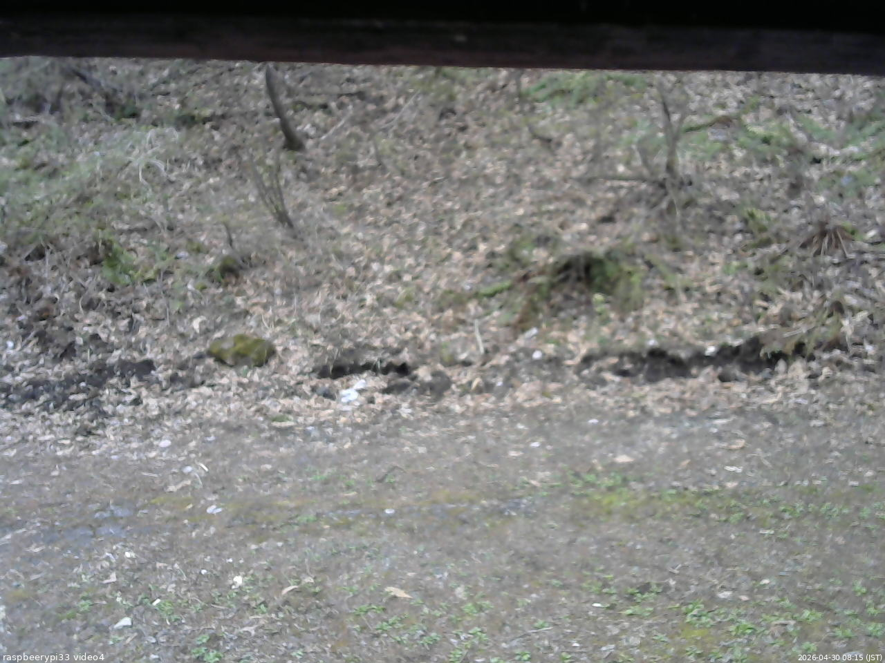 長野県菅平高原 ゆたか山荘 東側(坂下) 2026/04/30 08:15
