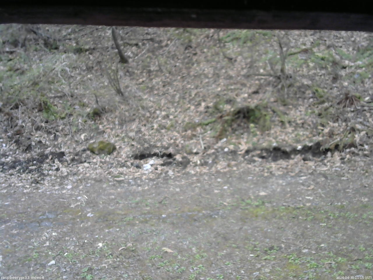 長野県菅平高原 ゆたか山荘 東側(坂下) 2026/04/30 11:15