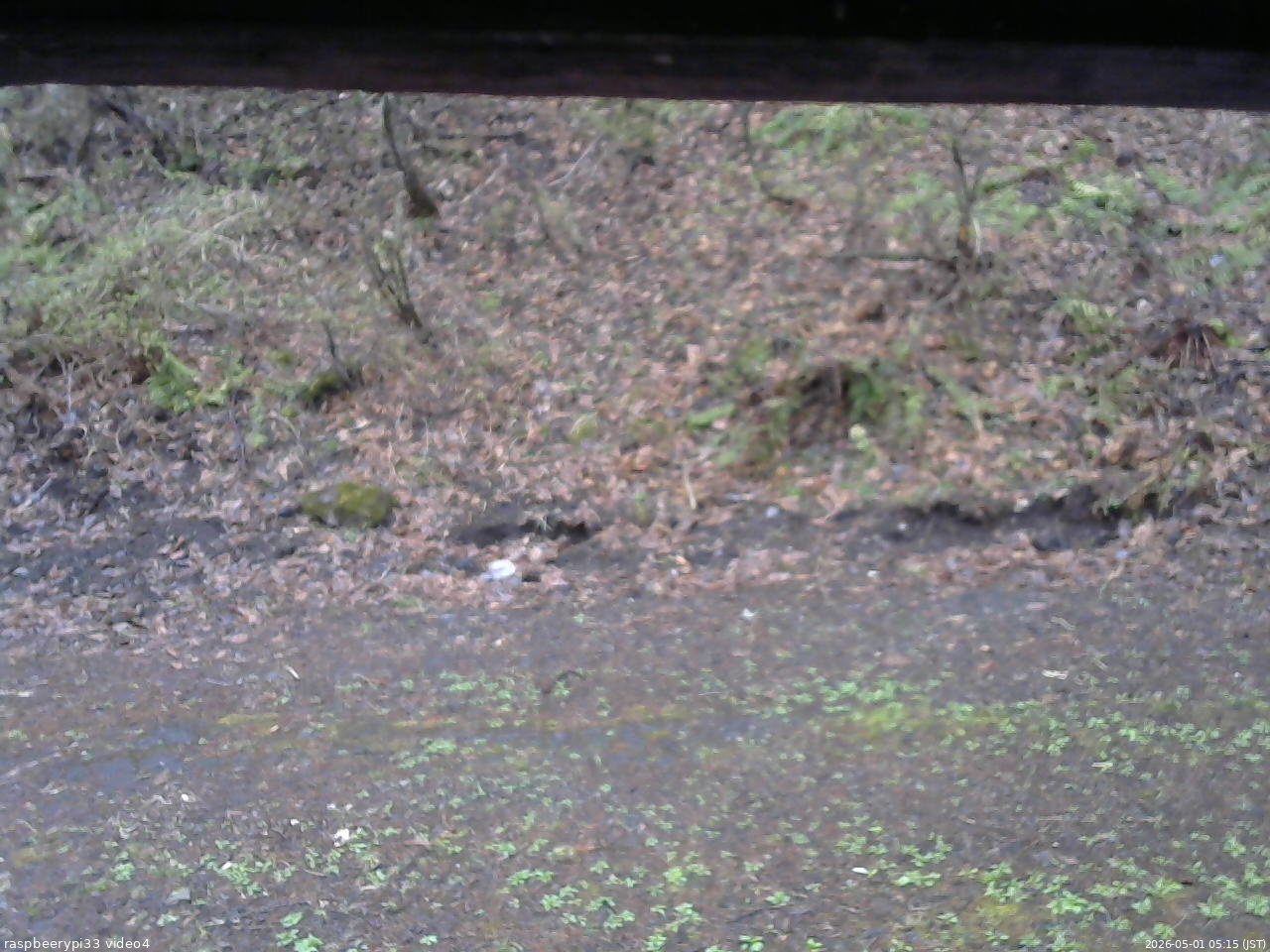 長野県菅平高原 ゆたか山荘 東側(坂下) 2026/05/01 05:15
