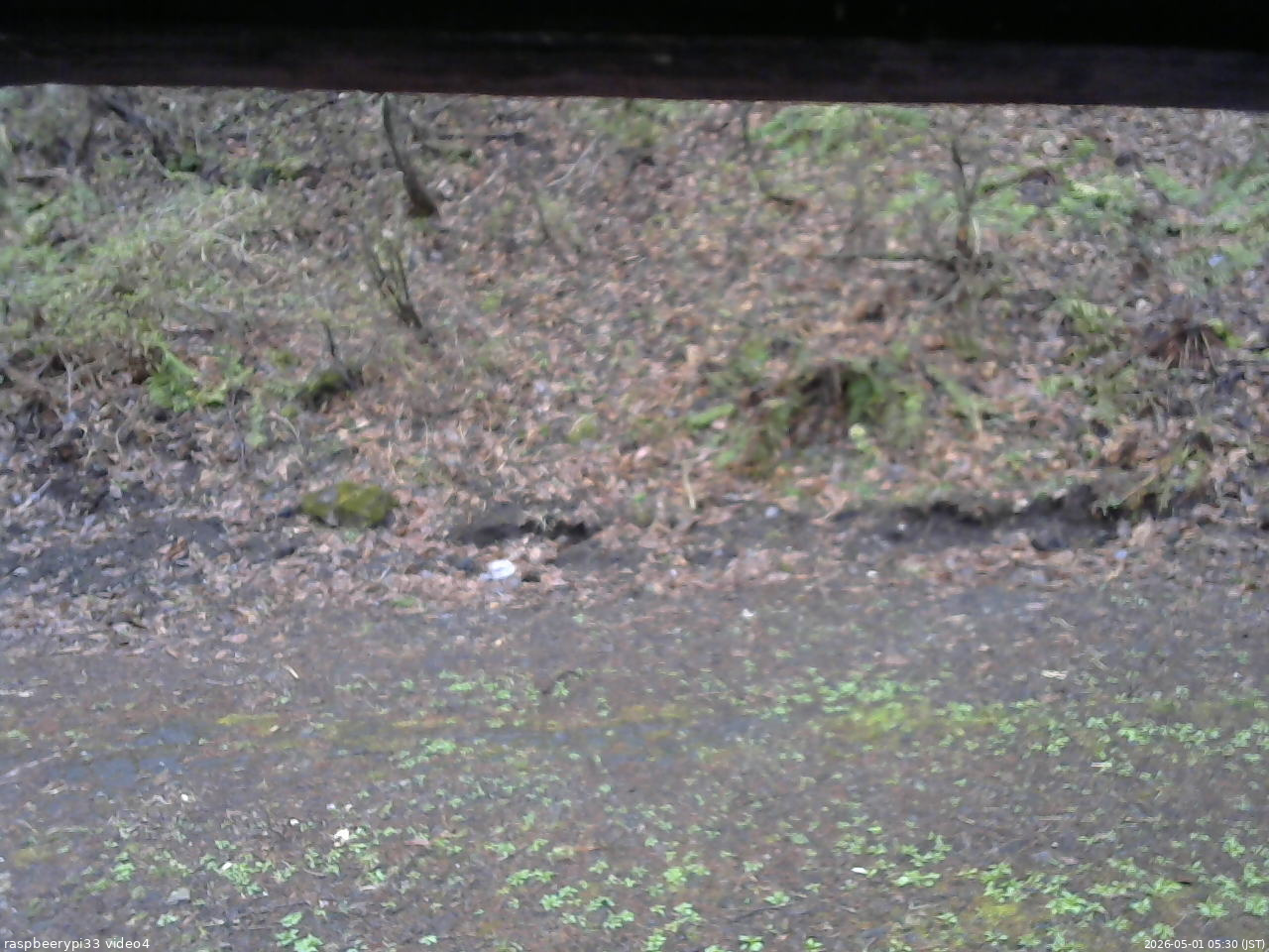 長野県菅平高原 ゆたか山荘 東側(坂下) 2026/05/01 05:30