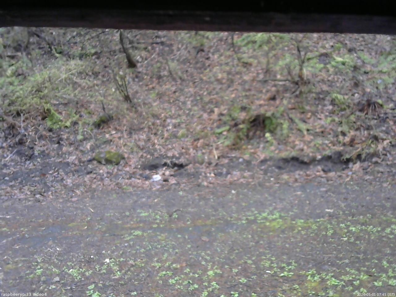 長野県菅平高原 ゆたか山荘 東側(坂下) 2026/05/01 07:45