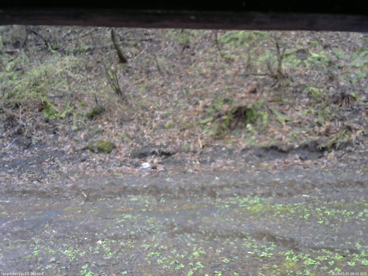 長野県菅平高原 ゆたか山荘 東側(坂下) 2026/05/01 08:45
