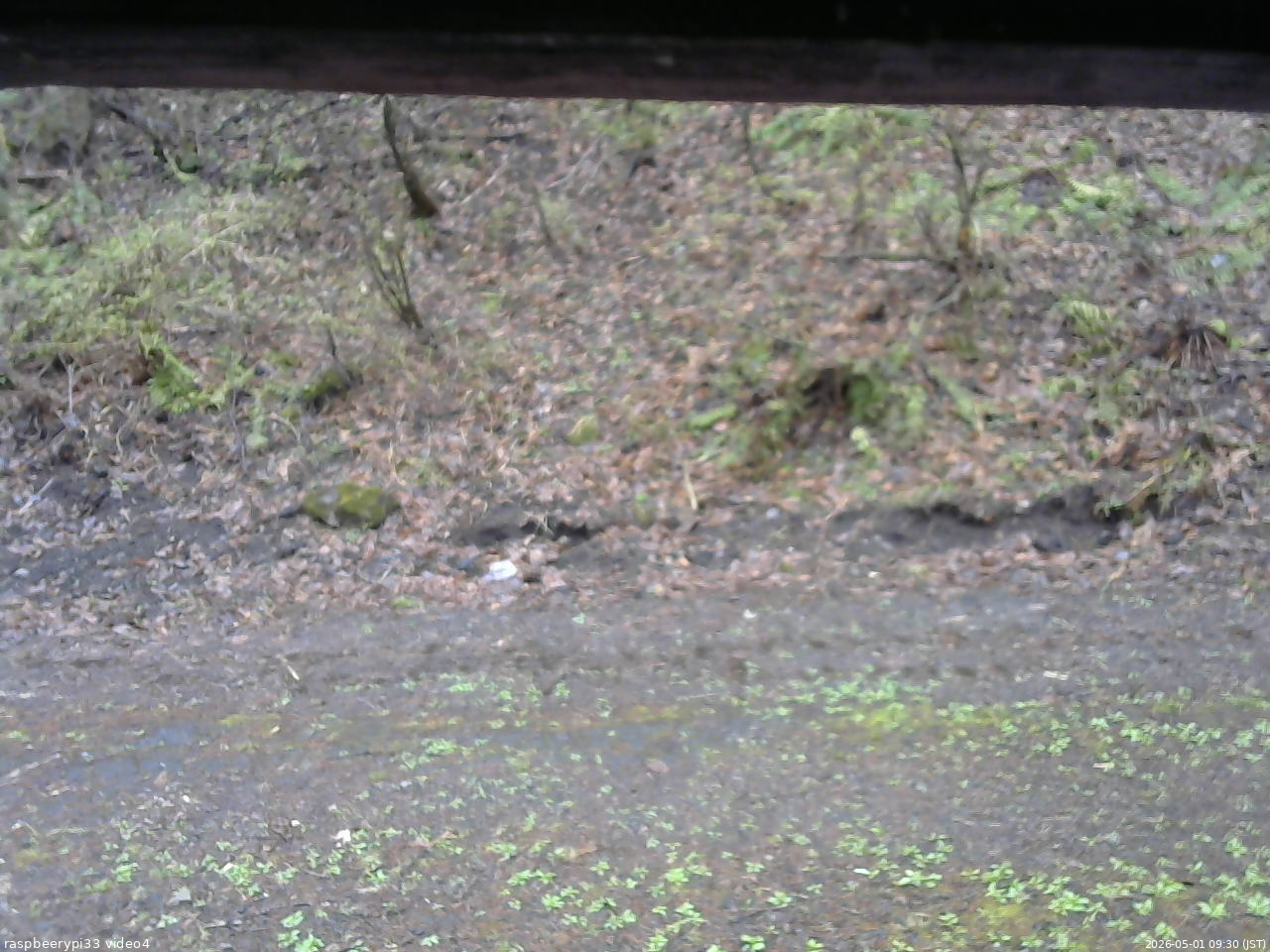 長野県菅平高原 ゆたか山荘 東側(坂下) 2026/05/01 09:30