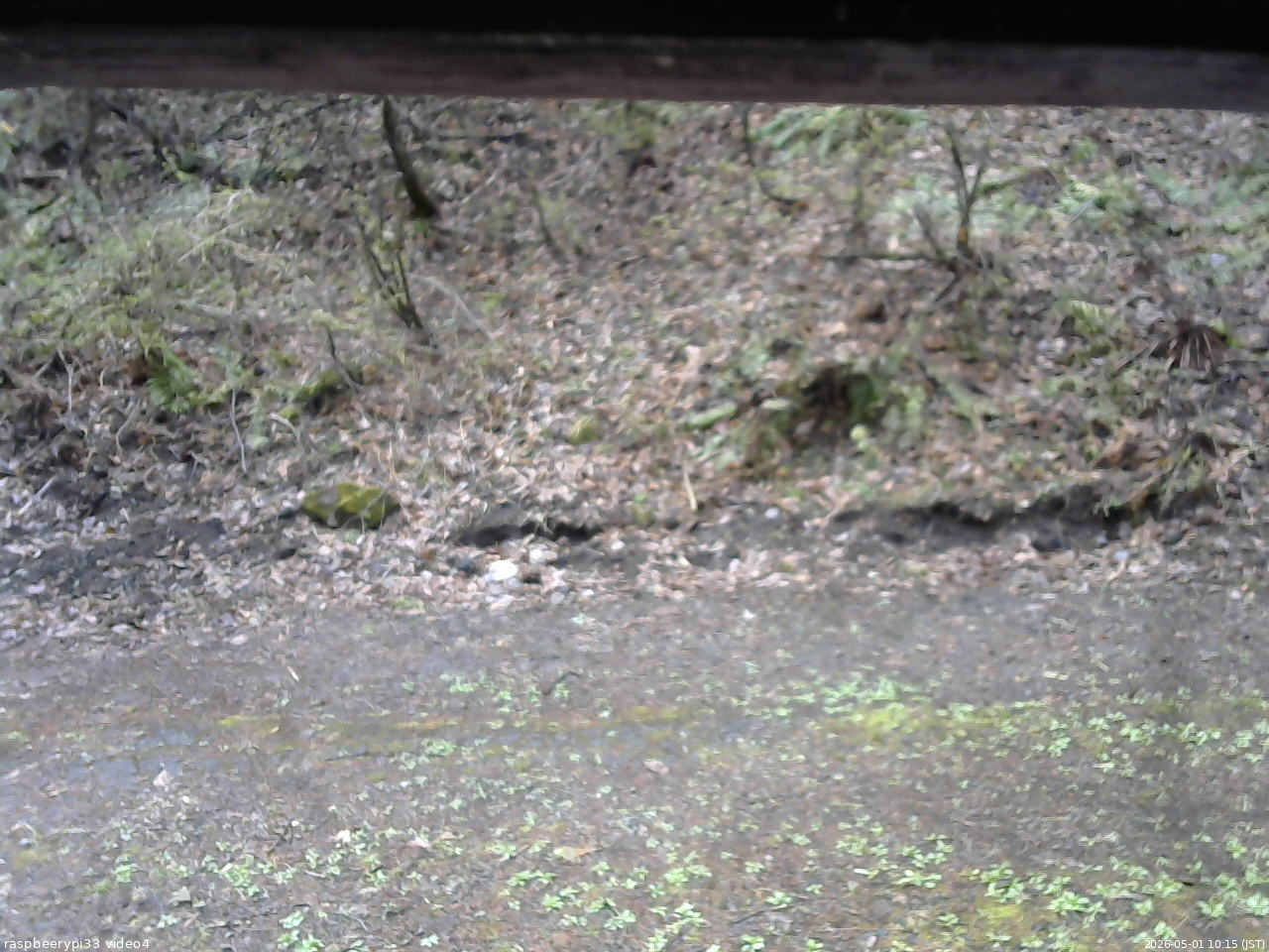 長野県菅平高原 ゆたか山荘 東側(坂下) 2026/05/01 10:15