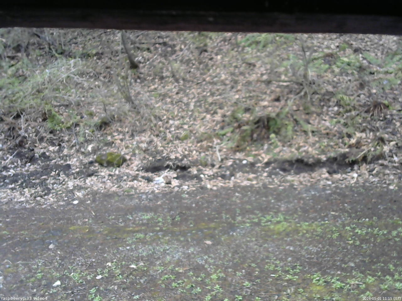 長野県菅平高原 ゆたか山荘 東側(坂下) 2026/05/01 11:15