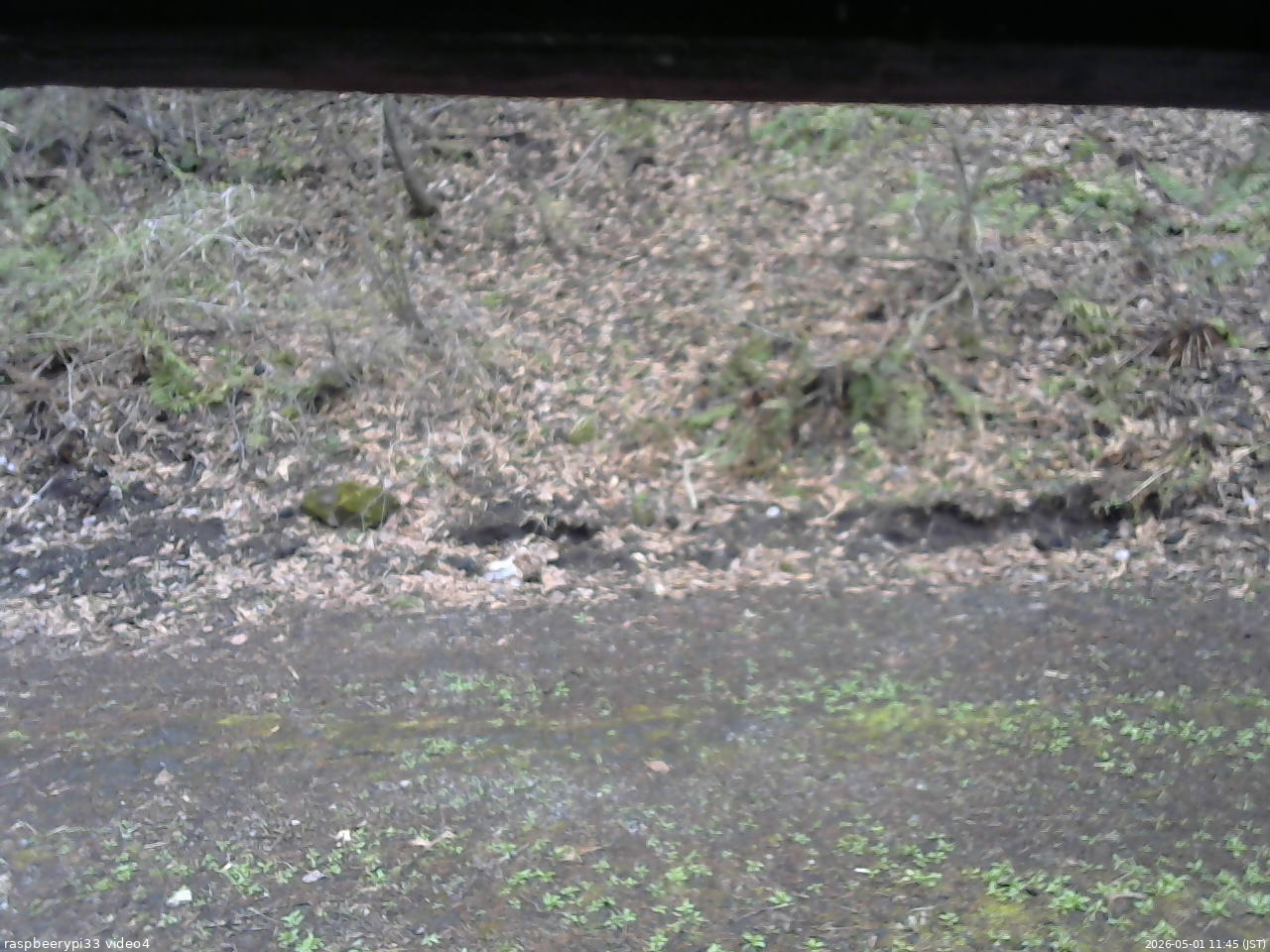 長野県菅平高原 ゆたか山荘 東側(坂下) 2026/05/01 11:45