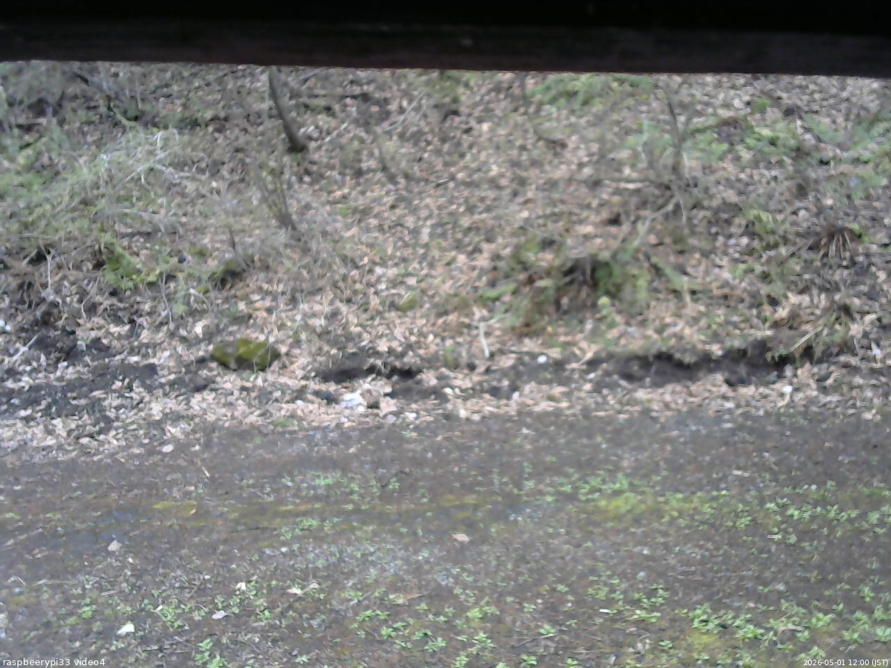 長野県菅平高原 ゆたか山荘 東側(坂下) 2026/05/01 12:00