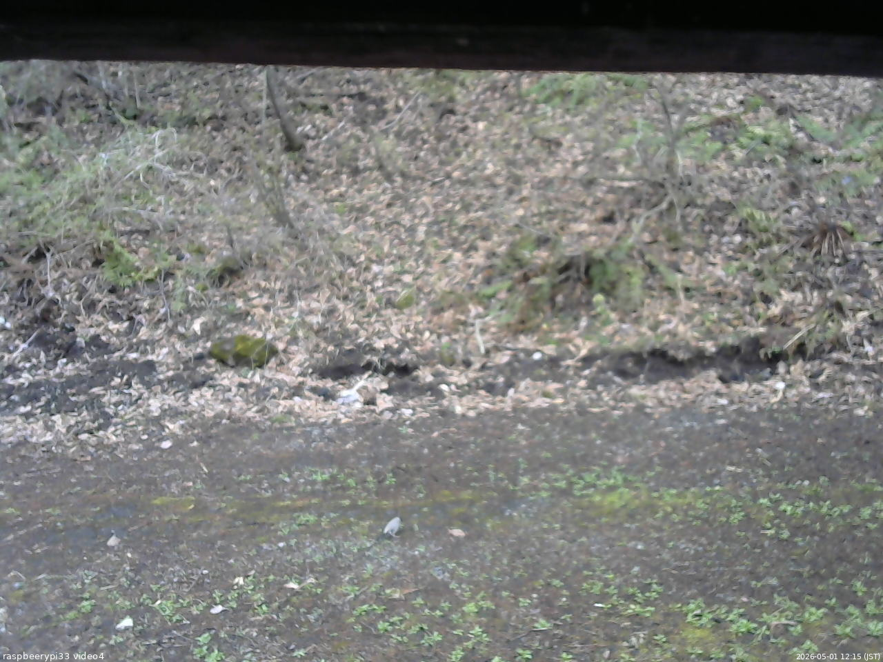 長野県菅平高原 ゆたか山荘 東側(坂下) 2026/05/01 12:15