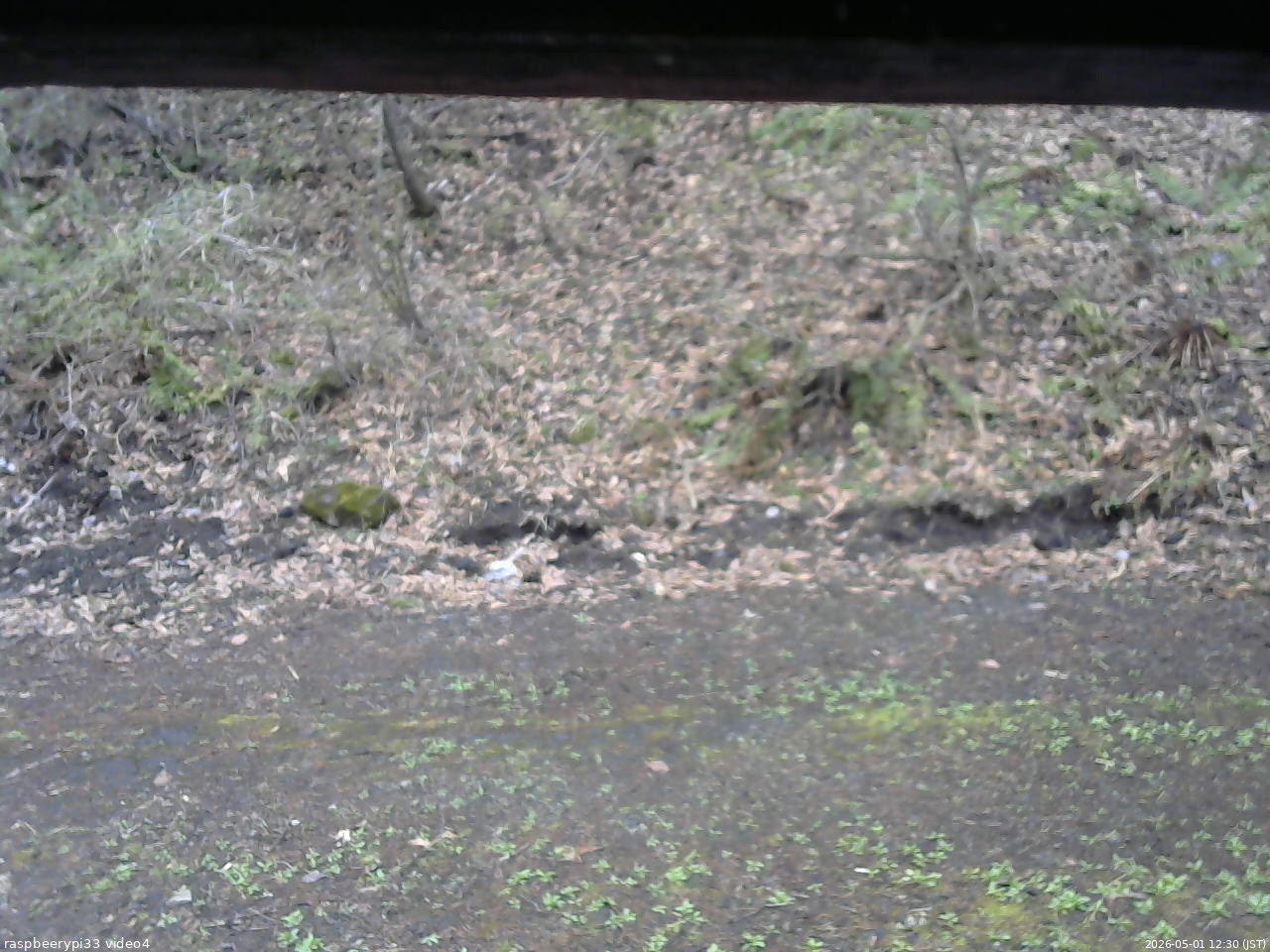 長野県菅平高原 ゆたか山荘 東側(坂下) 2026/05/01 12:30