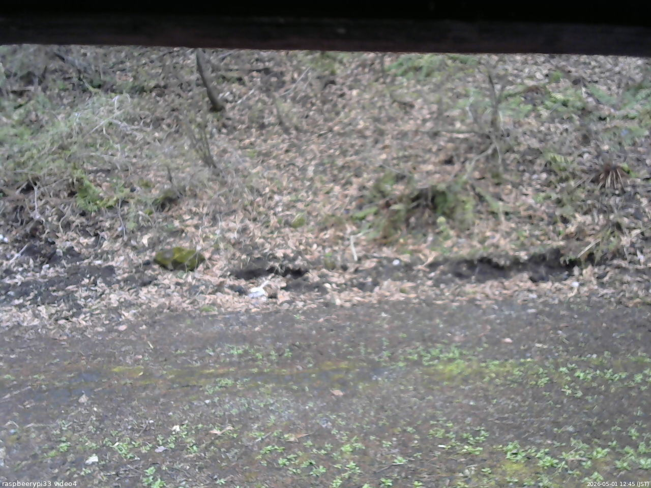 長野県菅平高原 ゆたか山荘 東側(坂下) 2026/05/01 12:45