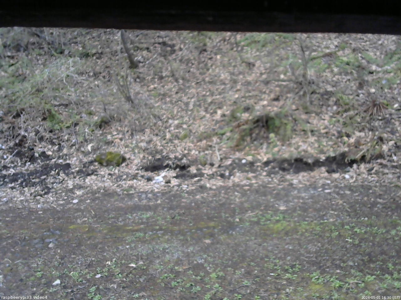 長野県菅平高原 ゆたか山荘 東側(坂下) 2026/05/01 16:30