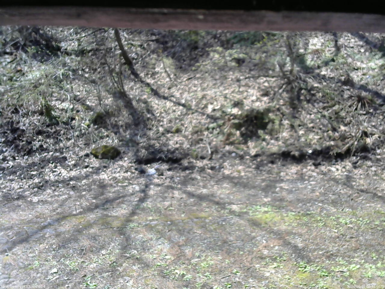 長野県菅平高原 ゆたか山荘 東側(坂下) 2026/05/02 09:45