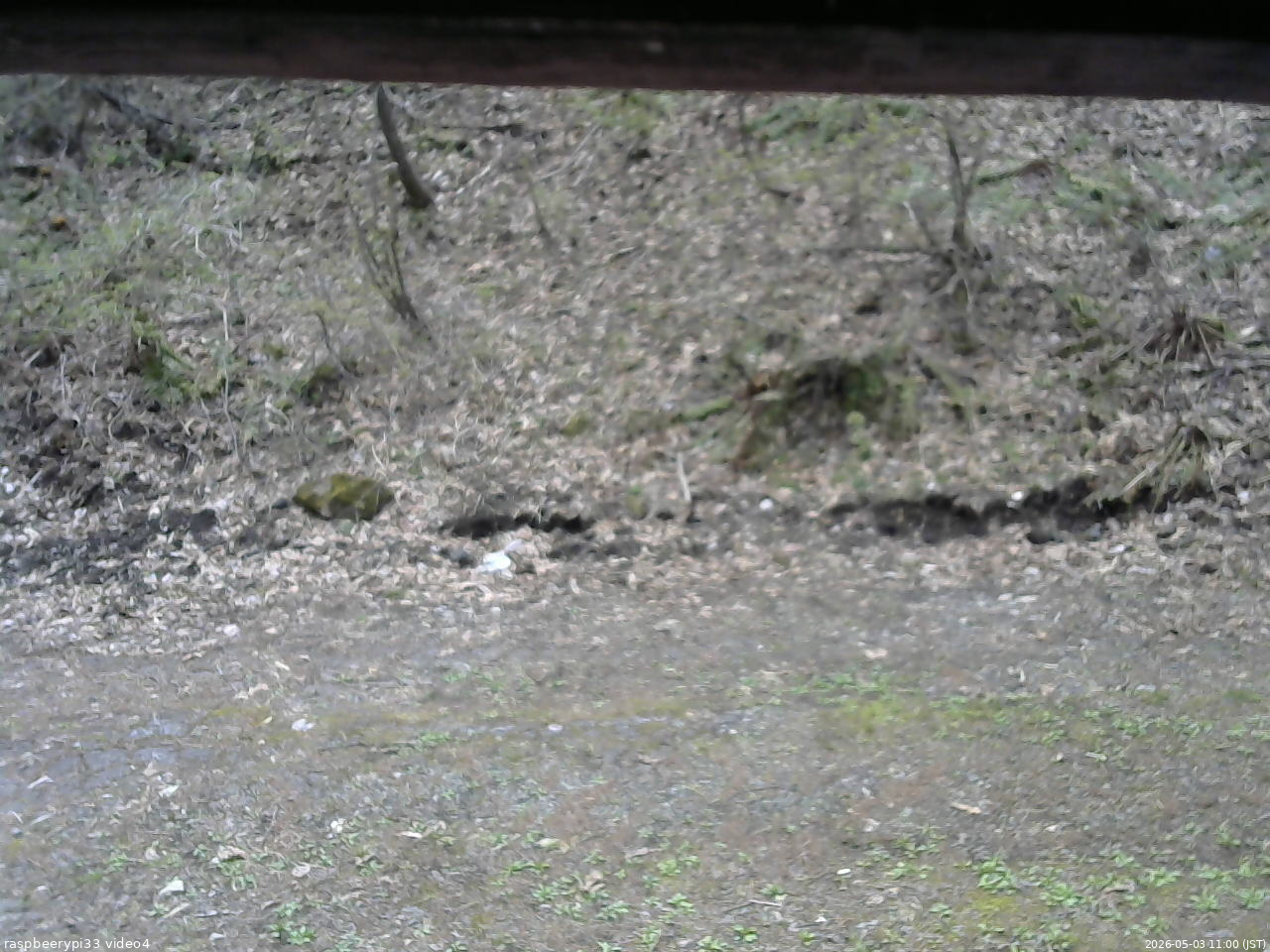 長野県菅平高原 ゆたか山荘 東側(坂下) 2026/05/03 11:00