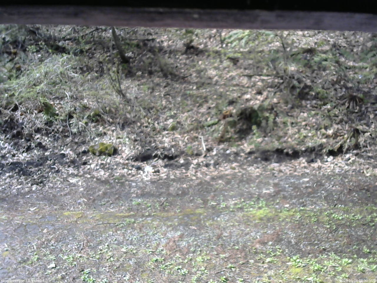 長野県菅平高原 ゆたか山荘 東側(坂下) 2026/05/04 08:30