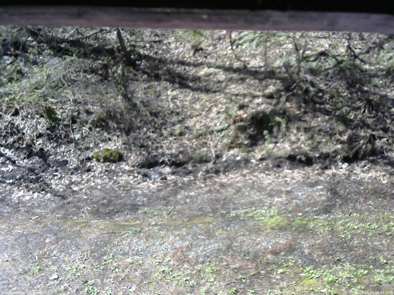 長野県菅平高原 ゆたか山荘 東側(坂下) 2026/05/04 08:45
