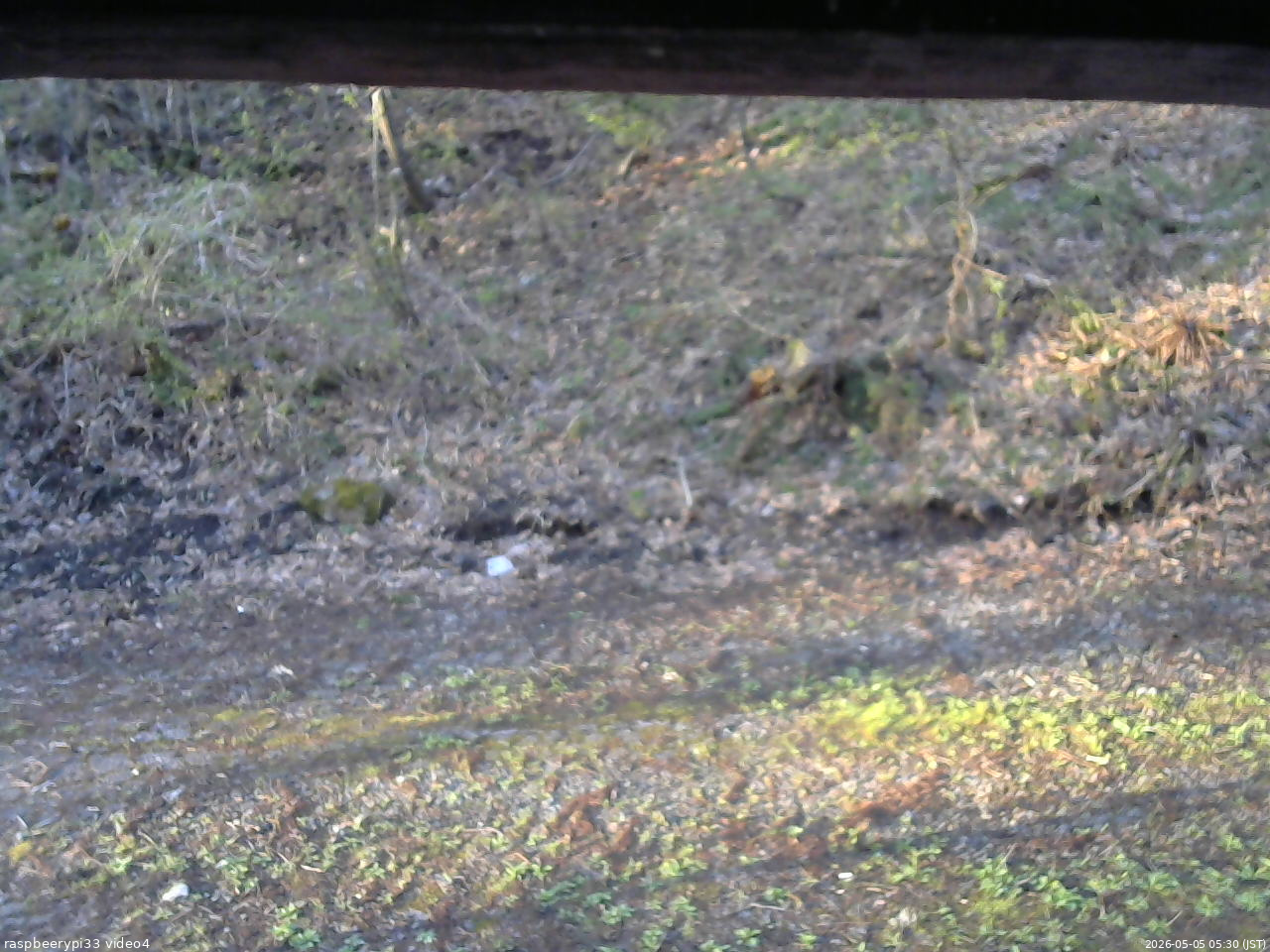 長野県菅平高原 ゆたか山荘 東側(坂下) 2026/05/05 05:30