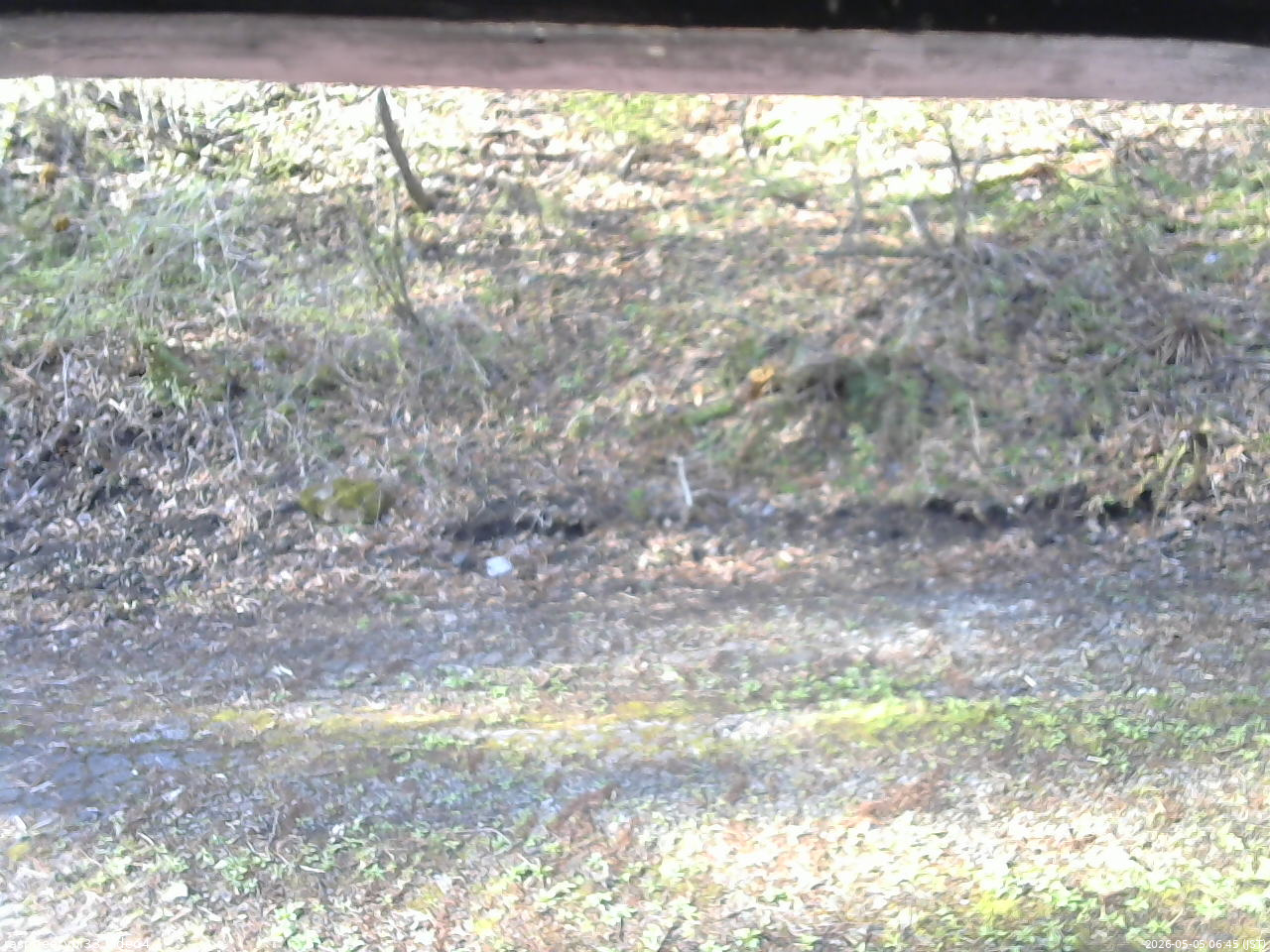 長野県菅平高原 ゆたか山荘 東側(坂下) 2026/05/05 06:45