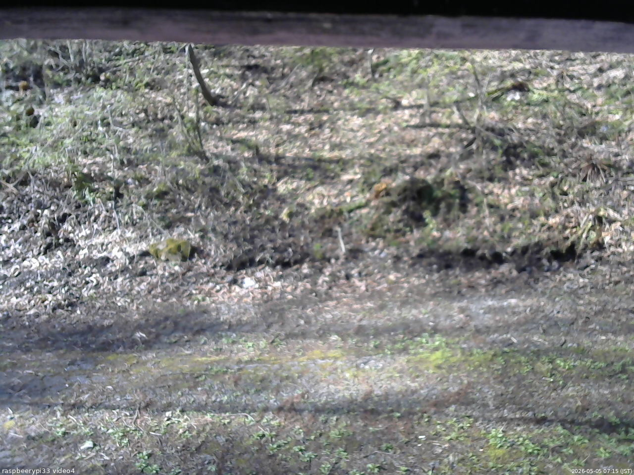 長野県菅平高原 ゆたか山荘 東側(坂下) 2026/05/05 07:15