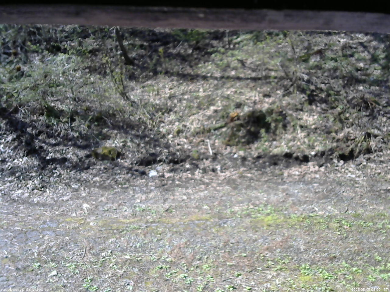 長野県菅平高原 ゆたか山荘 東側(坂下) 2026/05/05 08:00