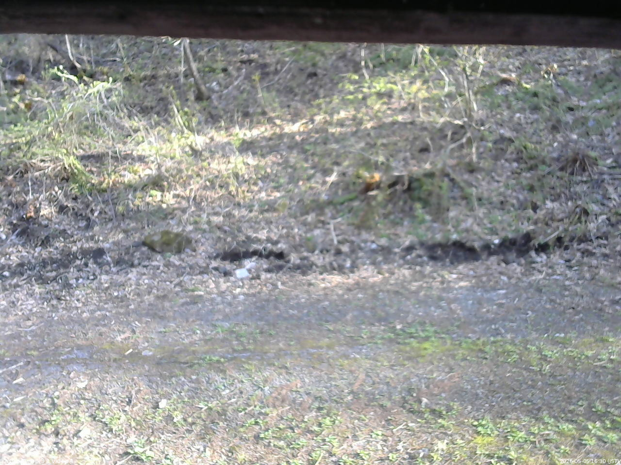 長野県菅平高原 ゆたか山荘 東側(坂下) 2026/05/05 16:30