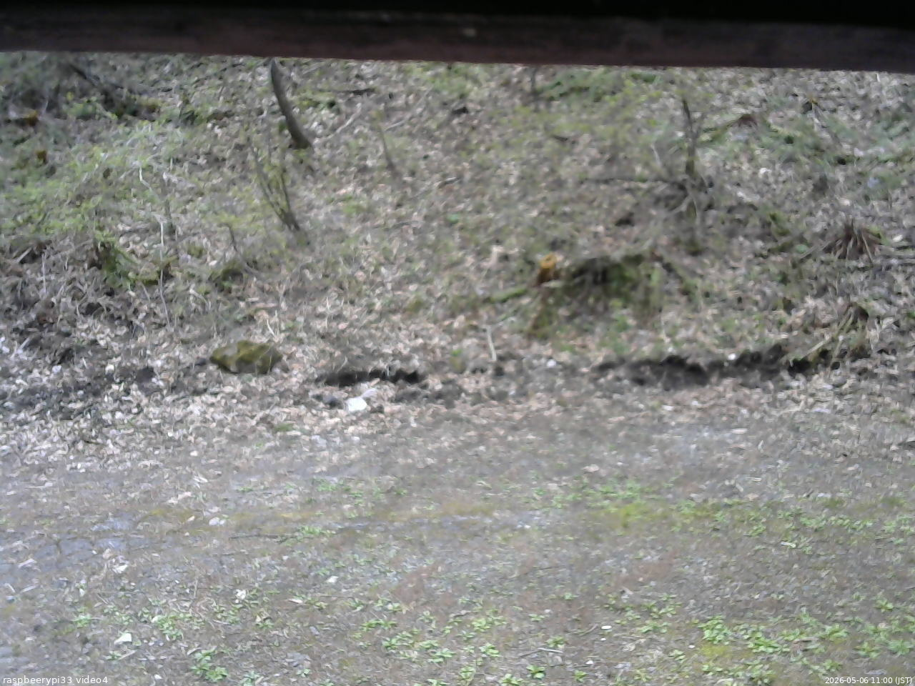 長野県菅平高原 ゆたか山荘 東側(坂下) 2026/05/06 11:00