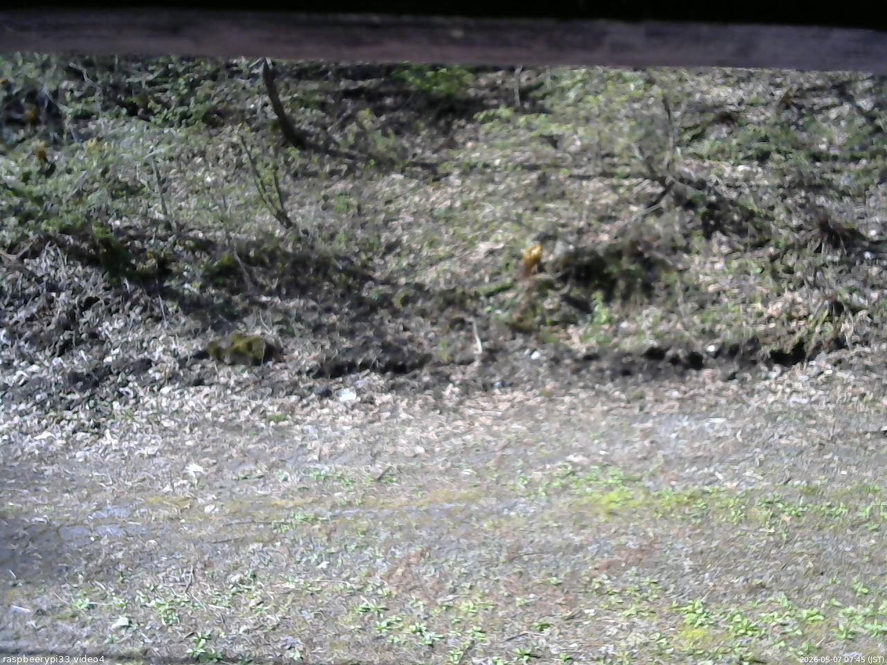 長野県菅平高原 ゆたか山荘 東側(坂下) 2026/05/07 07:45
