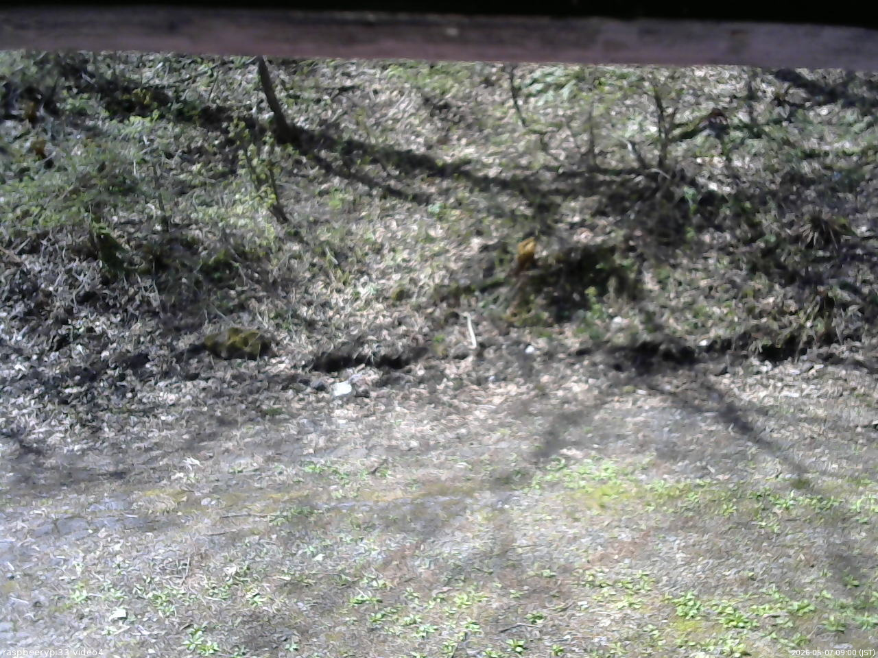 長野県菅平高原 ゆたか山荘 東側(坂下) 2026/05/07 09:00