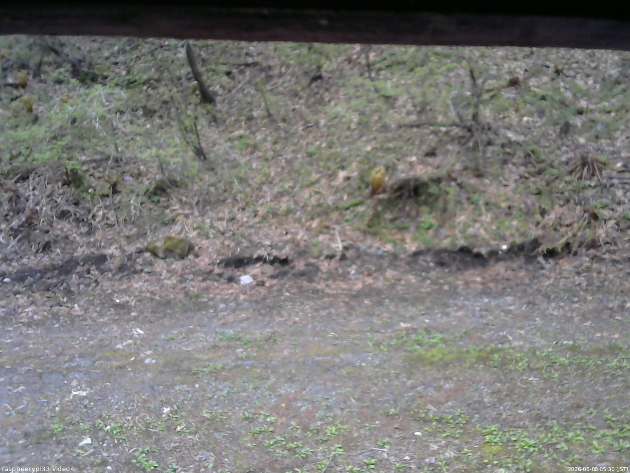 長野県菅平高原 ゆたか山荘 東側(坂下) 2026/05/08 05:30