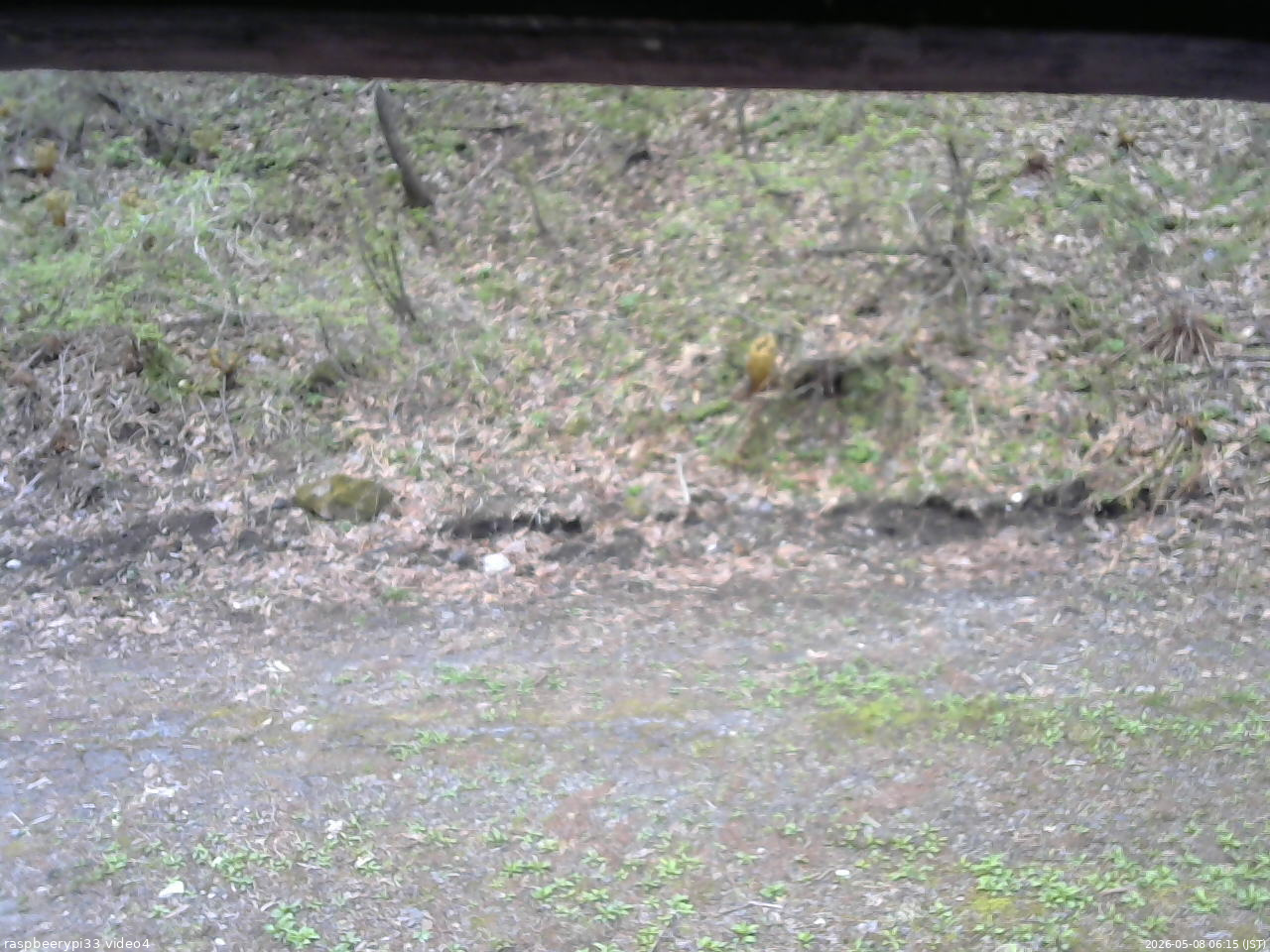 長野県菅平高原 ゆたか山荘 東側(坂下) 2026/05/08 06:15