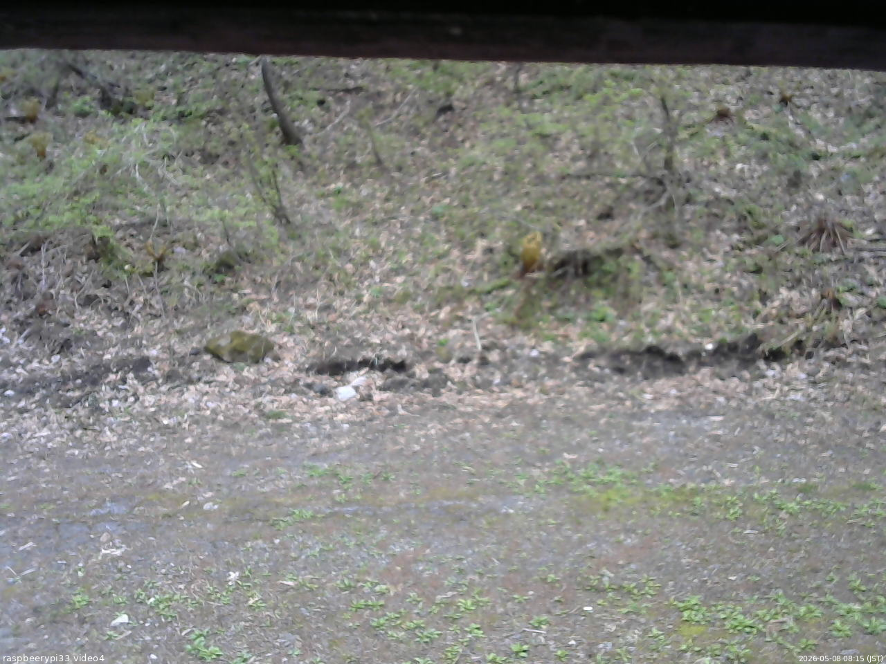 長野県菅平高原 ゆたか山荘 東側(坂下) 2026/05/08 08:15